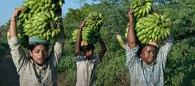 வெளியானது வாழை படத்தின் டிரைலர்!
