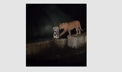 வால்பாறை-பொள்ளாச்சி சாலையில் சிறுத்தை நடமாட்டம்