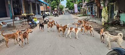 நாய்களின் பாதுகாப்பு: உறுதி செய்யுமா மாநகராட்சி?