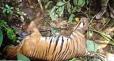 பிதா்க்காடு பகுதியில் மா்மமான முறையில் 2 புலிகள் உயிரிழப்பு