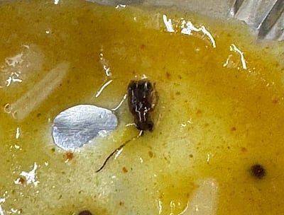 வந்தே பாரத் ரயிலில் வழங்கப்பட்ட உணவில் கரப்பான் பூச்சி