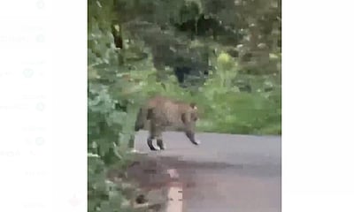 கூடலூர் அருகே சாலையில் உலாவிய புலி: வாகன ஓட்டிகள் அச்சம்