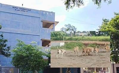 சங்ககிரி: அரசுப் பள்ளியில் மாணவியை கடித்துக் குதறிய நாய்!