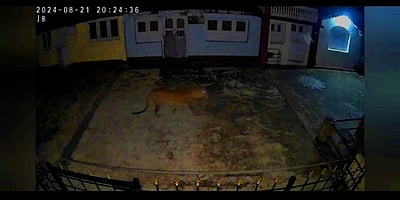 உதகை அருகே குடியிருப்பு பகுதியில் சிறுத்தை நடமாட்டம்