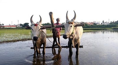 நமது விவசாயியை அறிந்து கொள்வோம்!