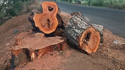 சாலை விரிவாக்கப் பணிகளுக்காக அழிக்கப்படும் நூறாண்டு மரங்கள்