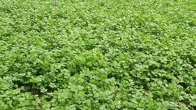 கொத்தமல்லி கட்டு ரூ. 30 க்கு விற்பனை