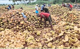 பரமத்தி வேலூரில் ரூ. 3.85 லட்சத்து தேங்காய் ஏலம்