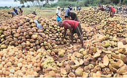 பரமத்தி வேலூரில் ரூ. 3.85 லட்சத்து தேங்காய் ஏலம்