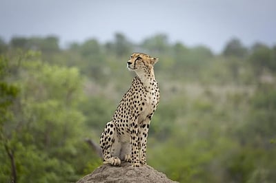 இந்தியாவில் சிவிங்கிப் புலிகள் குறித்த ‘வெப் சீரிஸ்’: மத்திய அரசு ஒப்புதல்