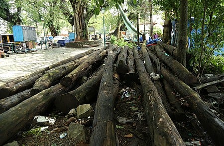 இந்திய வனங்கள் - கொள்கையும் அழிவும்