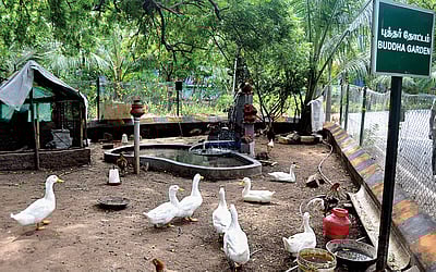 வனமான அரசுக் கல்லூரி வளாகம்!