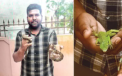 சிலந்தி,  பாம்புகளையும் வீடுகளில் வளர்க்கலாம்..!