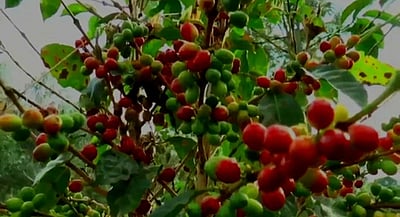 குன்னூா், கோத்தகிரியில் அதிகரித்துள்ள காபி விளைச்சல்: விவசாயிகள் மகிழ்ச்சி