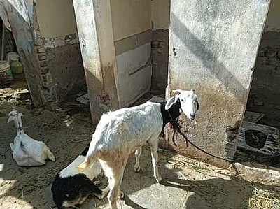 மாட்டுத் தொழுவமாக மாறிய சுகாதார வளாகம்