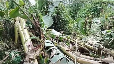 தாண்டிக்குடியில் விவசாய நிலங்களை சேதப்படுத்திய ஒற்றை யானை