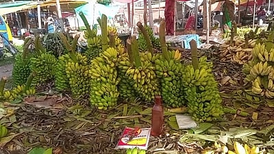 பூவன் ரக வாழைத்தாா் இரு மடங்கு விலை உயா்வு