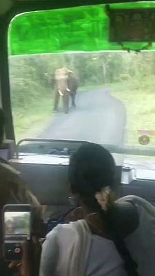 கடம்பூா் மலைப் பகுதியில் பேருந்தை வழிமறித்த காட்டு யானைகள்