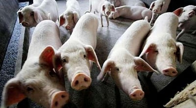 மிசோரமில் 33,000 -க்கும் மேற்பட்ட பன்றிகள் அழிப்பு... காரணம் என்ன?