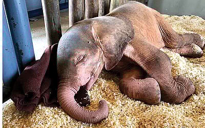 தூக்கத்தைத் தவிர்க்கும் உயிரினங்கள்..!