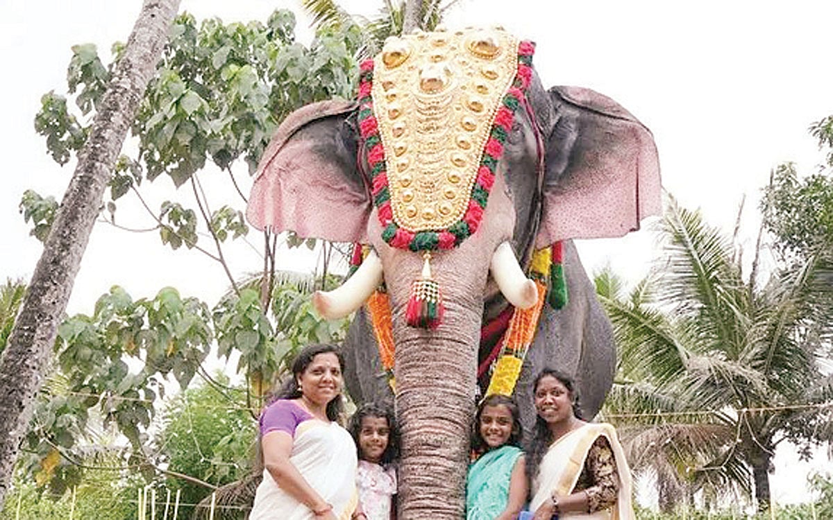 ரேபோ யானை!