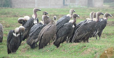 அழிவின் விளிம்பில் கழுகுகள்!  