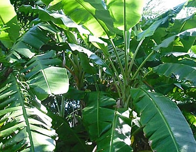 வாழை படுத்தும் பாடு