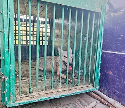 உத்தரப் பிரதேசம்: மக்களை அச்சுறுத்திய ஓநாயை சுட்டுக்கொன்ற வனத்துறை 