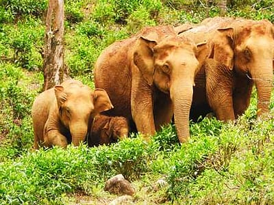 எஸ்டேட் பகுதிக்குள் கூட்டமாக நுழைந்த யானைகள்: தொழிலாளா்கள் ஓட்டம்