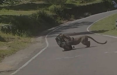 கோத்தகிரியில் பகலில் நாயை வேட்டையாடிய சிறுத்தை