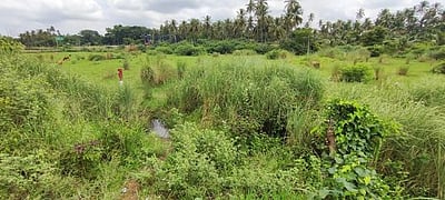 எலமனூா் வாய்க்காலைத் தூா்வார வேண்டும்: விவசாயிகள் கோரிக்கை