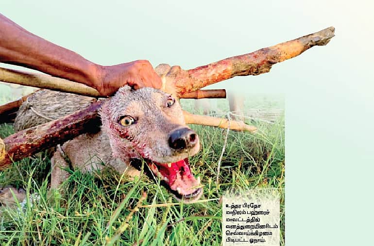 News image