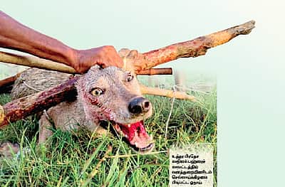ஓநாய்களின் தாக்குதல்: தூக்கத்தை தொலைத்த உ.பி. கிராமங்கள்!