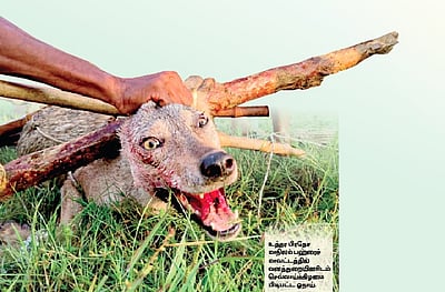 ஓநாய்களின் தாக்குதல்: தூக்கத்தை தொலைத்த உ.பி. கிராமங்கள்!