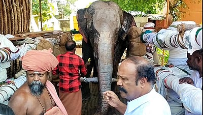 தீ விபத்தில் கோயில் யானை காயம்