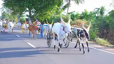 சிவகங்கை அருகே மாட்டு வண்டிப் பந்தயம்