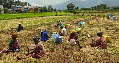போடி பகுதியில் சின்ன வெங்காயம் அறுவடை மும்முரம்