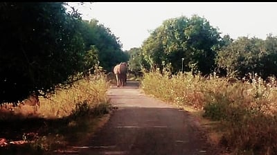 ஸ்ரீவில்லிபுத்தூா் அருகே தோட்டத்தில் சுற்றி திரியும் ஒற்றை காட்டு யானை