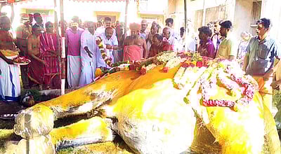 கோயில் யானைகள் இறப்புக்கு சாந்தி பரிகார பூஜை நடத்த வேண்டும்! -இந்து முன்னணி