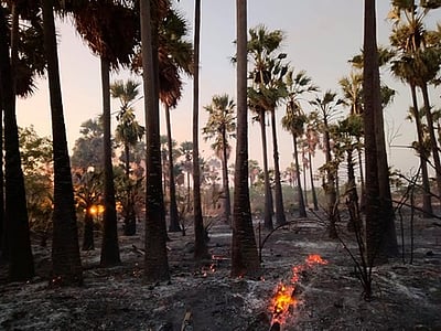 மரங்களும் மனிதர்களும்