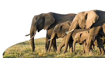 வறட்சியால் உணவுப் பற்றாக்குறை: இறைச்சிக்காக 200 யானைகளைக் கொல்ல ஜிம்பாப்வே அரசு முடிவு