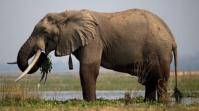 40 ஆண்டுகளில் இல்லாத கடும் வறட்சி..! யானைகளைக் கொல்லும் ஜிம்பாப்வே!