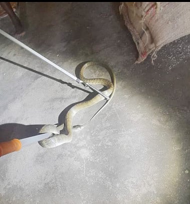 நியாய விலைக்கடையில் பிடிபட்ட பாம்பு