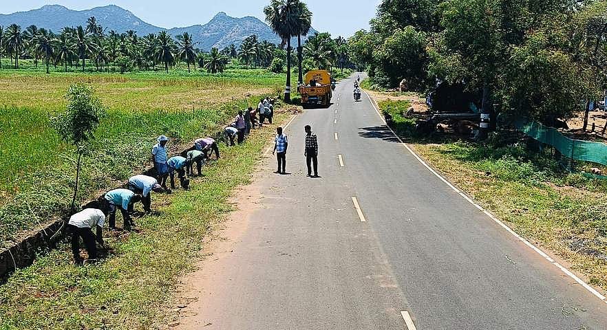 தமிழகம் முழுவதும் 72 லட்சம் பனை விதைகள் நடவு