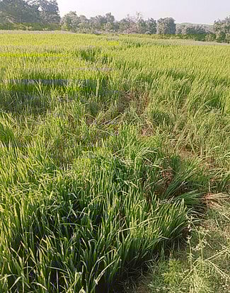 காட்டு யானையால் நெல் பயிா்கள் சேதம்