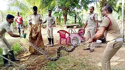 சிங்கம்புணரியில் மலைப்பாம்பு