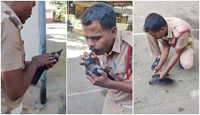 மின்சாரம் பாய்ந்த காகத்துக்கு முதலுதவி செய்து காப்பாற்றிய தீயணைப்பு வீரர்