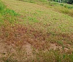 ஊத்தங்கரை பகுதியில் வறட்சியால் கருகிய நிலக்கடலை பயிா்கள்