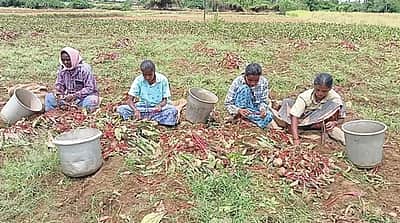 ஒட்டன்சத்திரம் பகுதியில்
பீட்ரூட் அறுவடை மும்முரம்