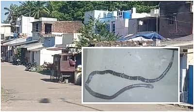 பூனையால் வந்த வேதனை: பாம்பு கடித்து பெண் பலி